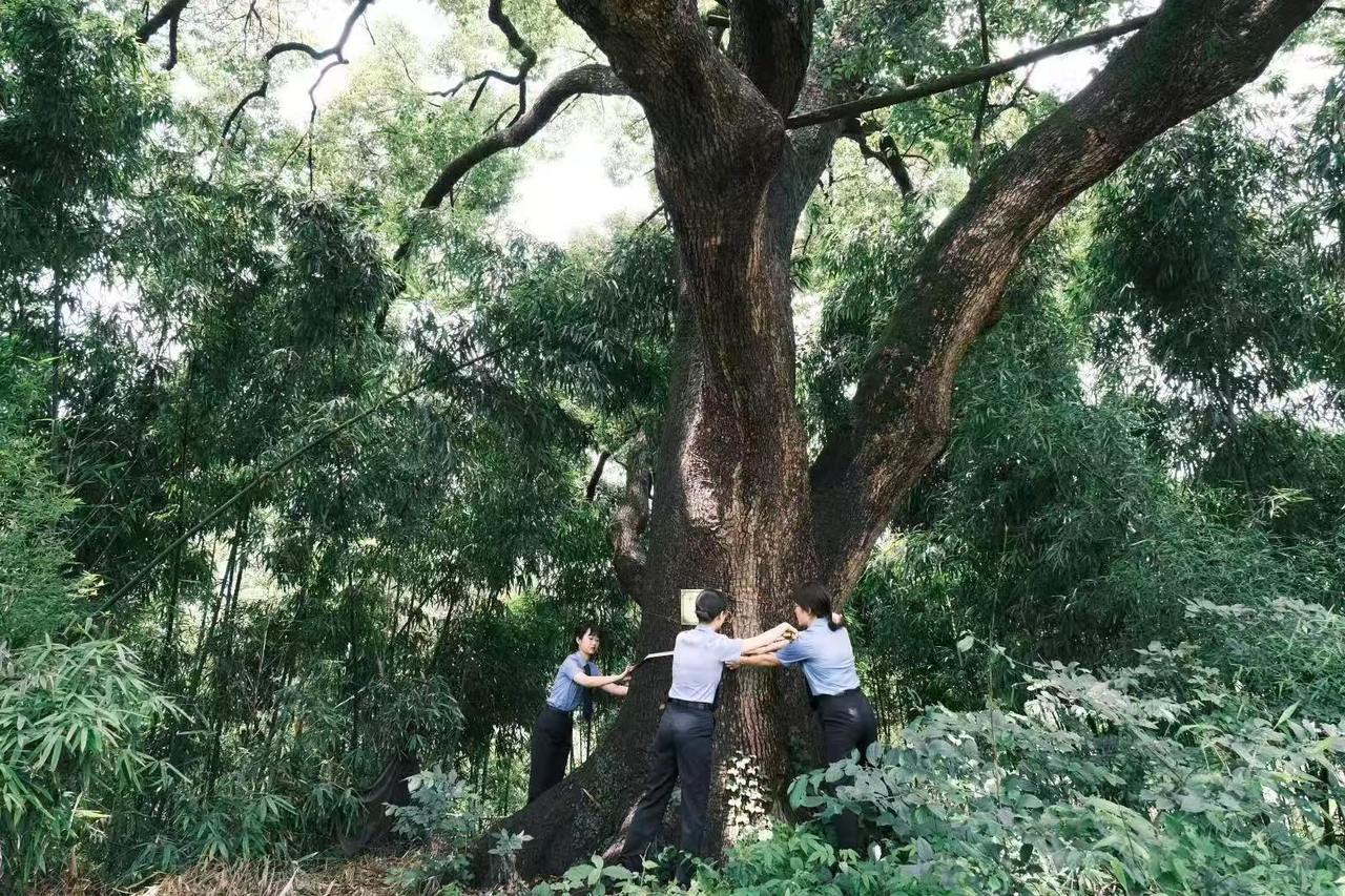 香樟公园开园